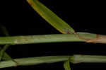 Bur-reed sedge